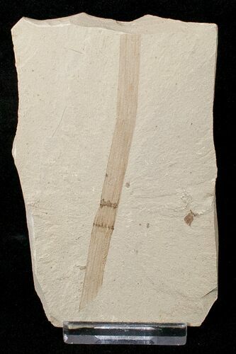 Fossil Equisetum winchesteri (Horsetail) - Green River Formation #16503
